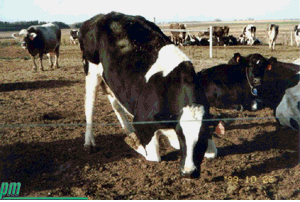 Pasture Mat