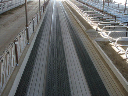Asap Dairy Cow Mattress Dairy Cows Cow Mattresses Cow Comfort